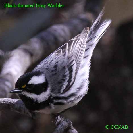 Birds of Cuba