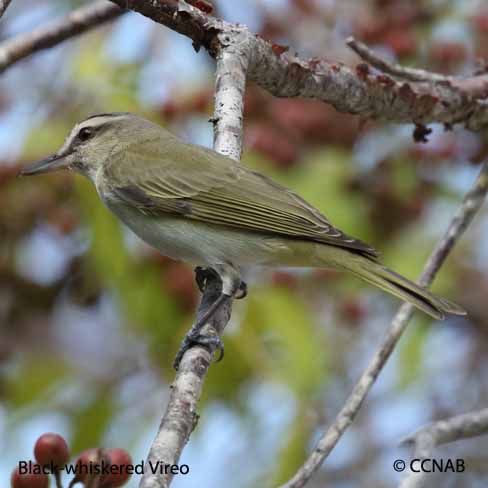 Black-whiskered Vireo