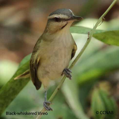 Black-whiskered Vireo