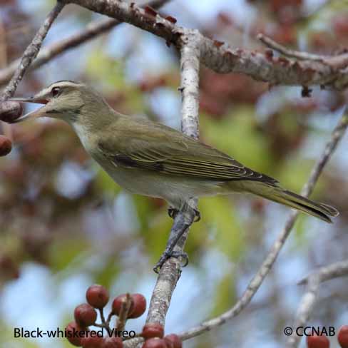 Birds of North America