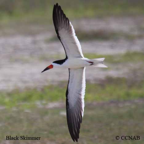 Black Skimmer