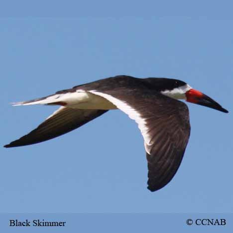 Black Skimmer