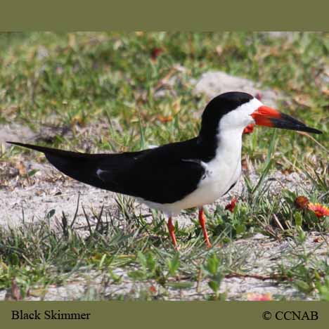 Birds of Cuba