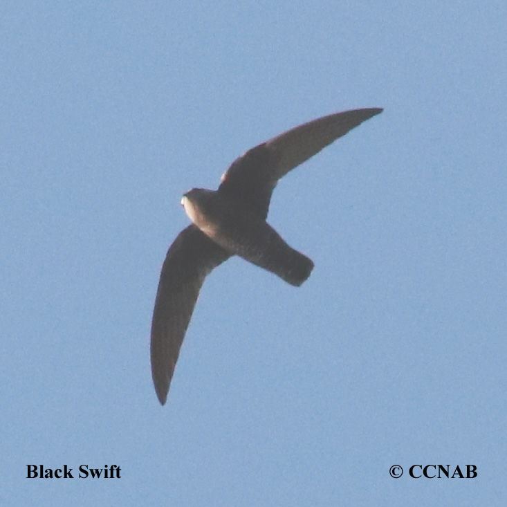 Birds of Cuba