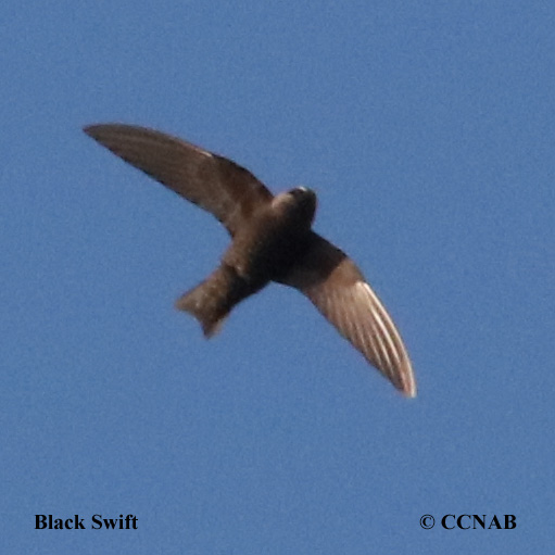 Birds of Cuba
