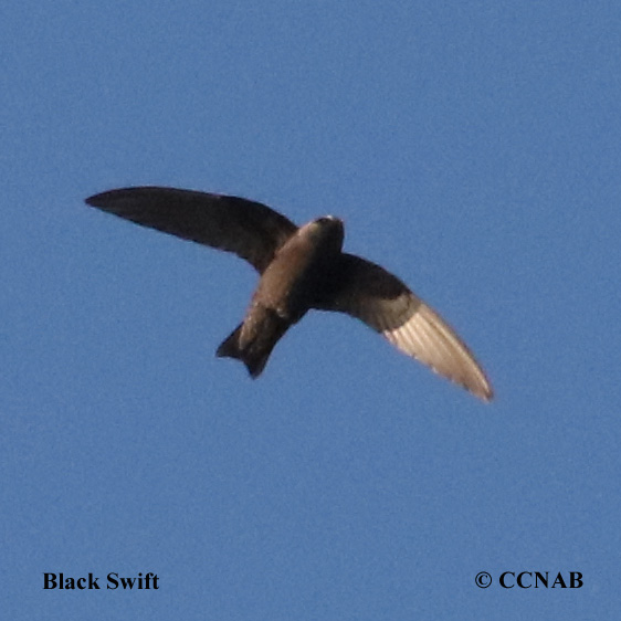 Birds of Cuba