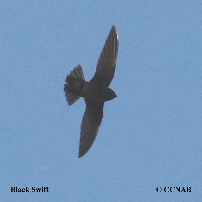 Birds of Cuba