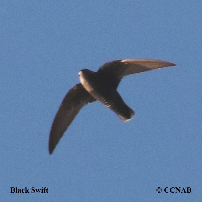 Birds of Cuba