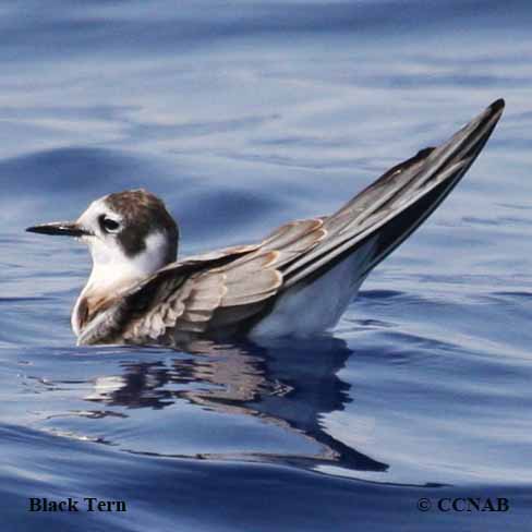Birds of Cuba