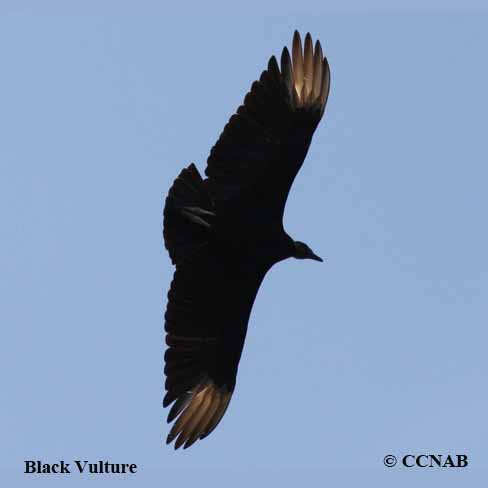 Black Vulture