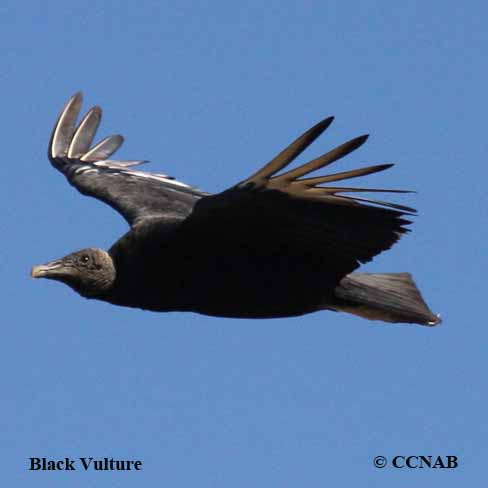 Black Vulture