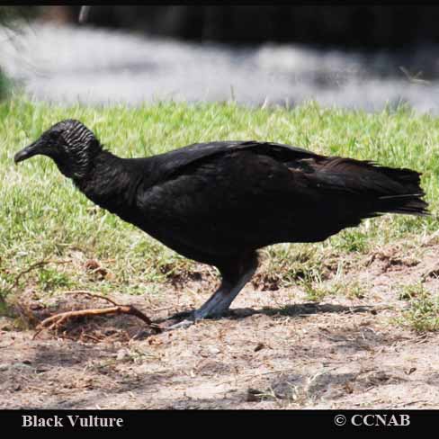 Birds of North America