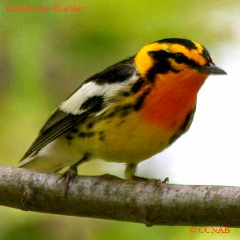 Birds of Cuba
