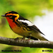 Blackburnian Warbler