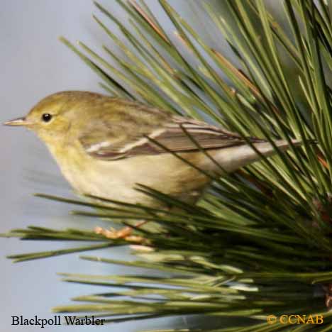 Blackpoll Warbler