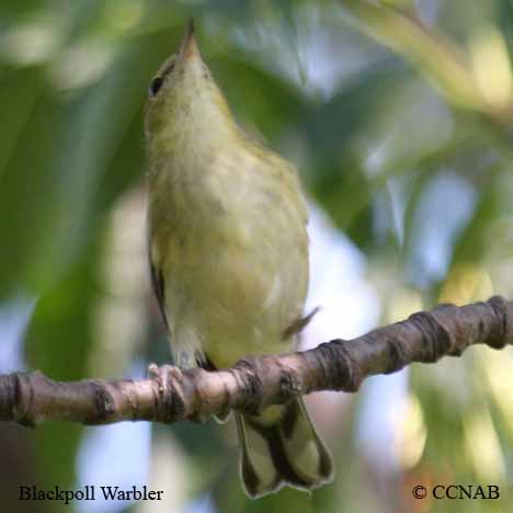 Blackpoll Warbler