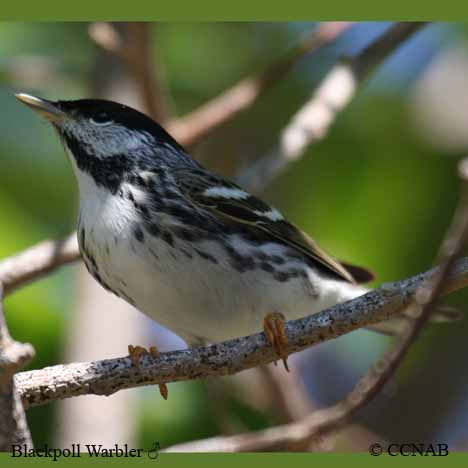 Blackpoll Warbler