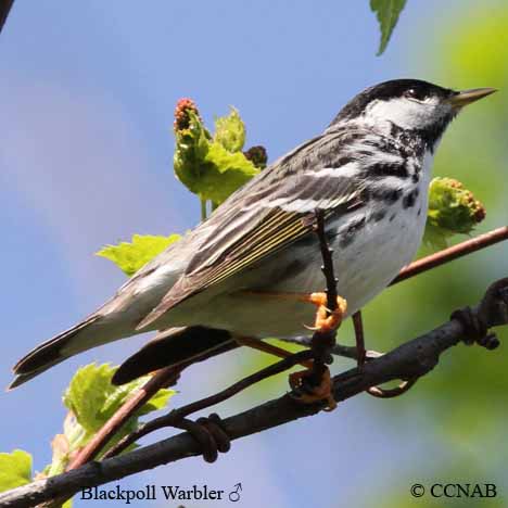 Blackpoll Warbler