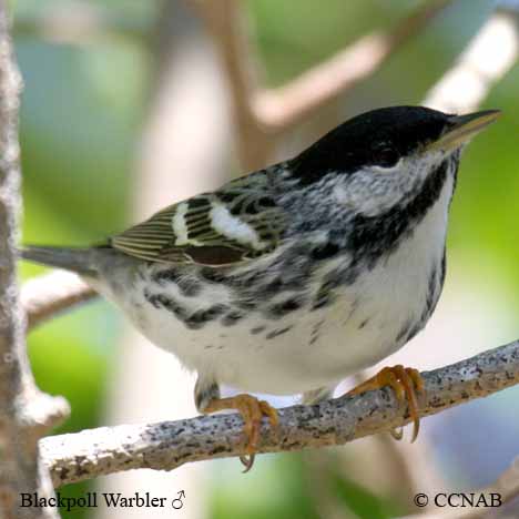 Birds of North America