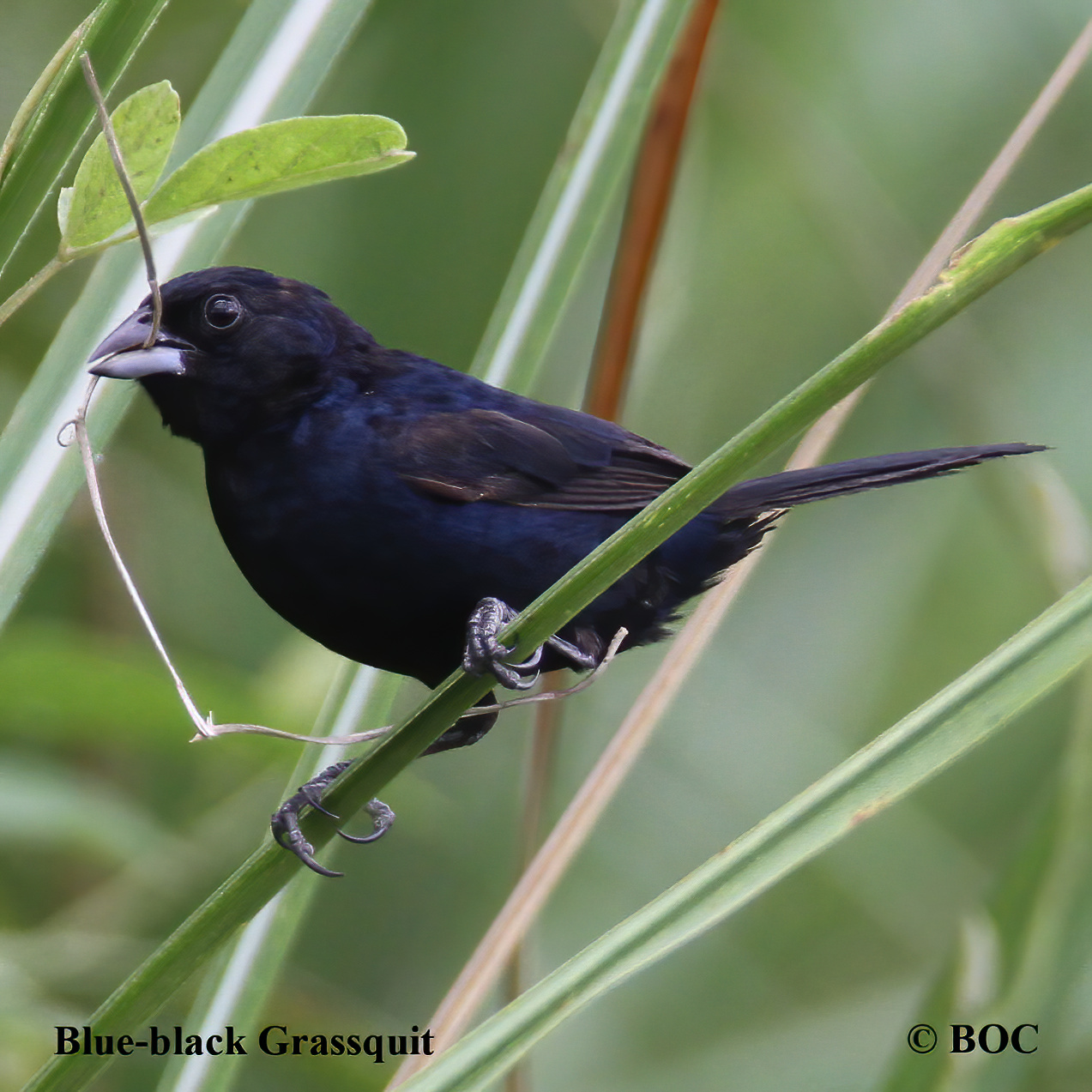 Birds of Cuba