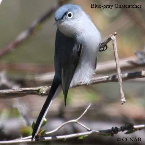 Blue-gray Gnatcatcher