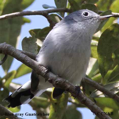 Blue-gray Gnatcatcher