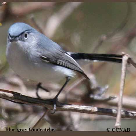 gnatcatchers