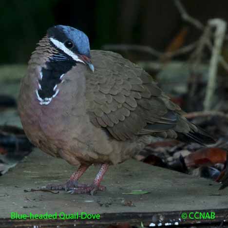 Birds of North America