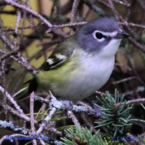 Blue-headed Vireo