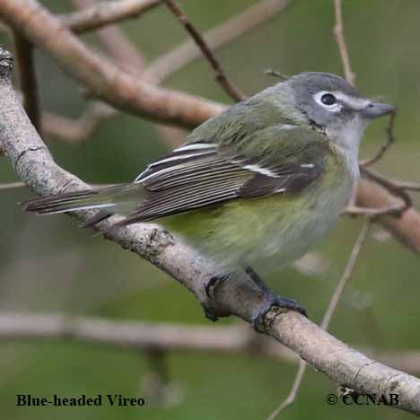 Birds of North America