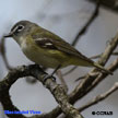 Blue-headed Vireo