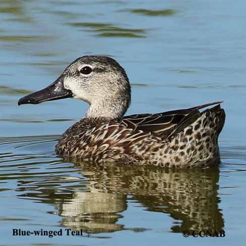 Blue-winged Teal