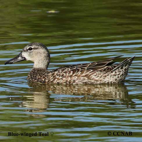 Blue-winged Teal