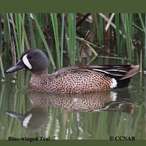 Blue-winged Teal