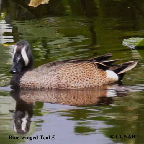 Green-winged Teal
