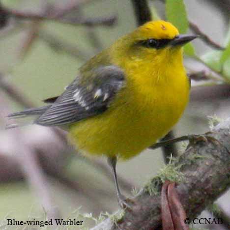 Blue-winged Warbler