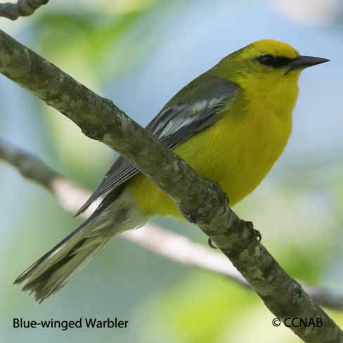 Blue-winged Warbler