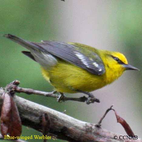 Birds of North America