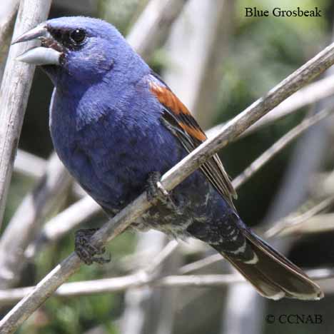 Birds of Cuba