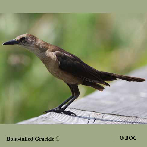 BOC