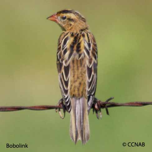 Bobolink