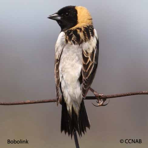 Bobolink