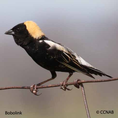Birds of Cuba