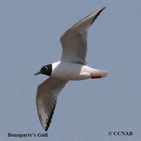 Bonaparte's Gull