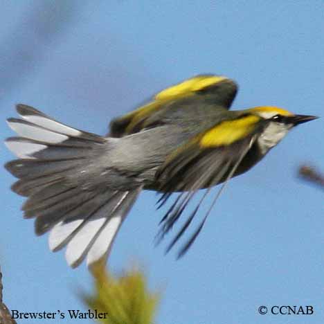 Brewster's Warbler