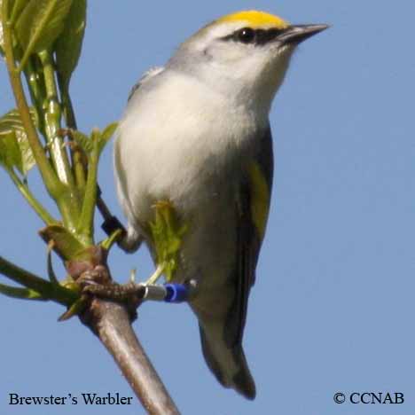 Brewster's Warbler