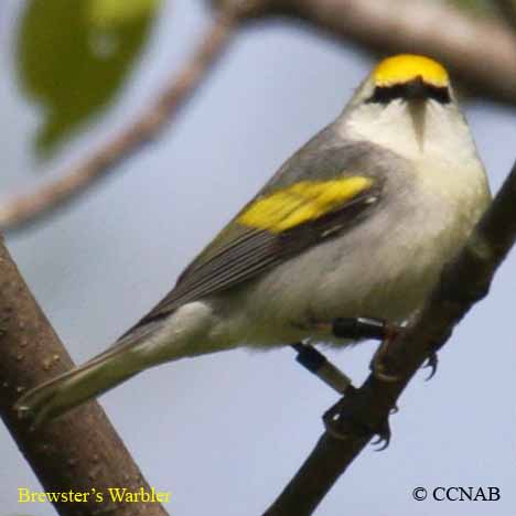 Brewster's Warbler