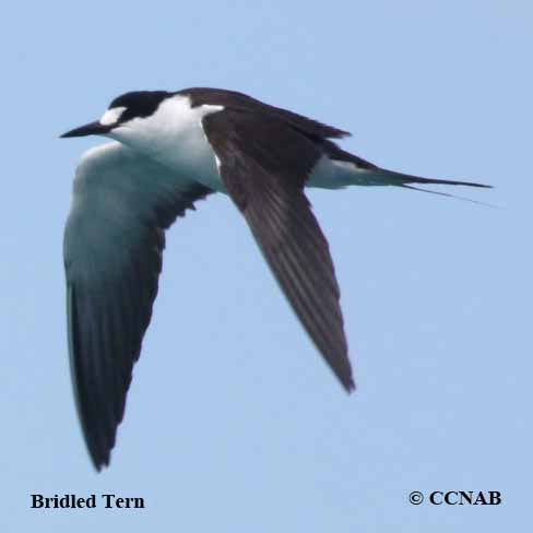 Bridled Tern