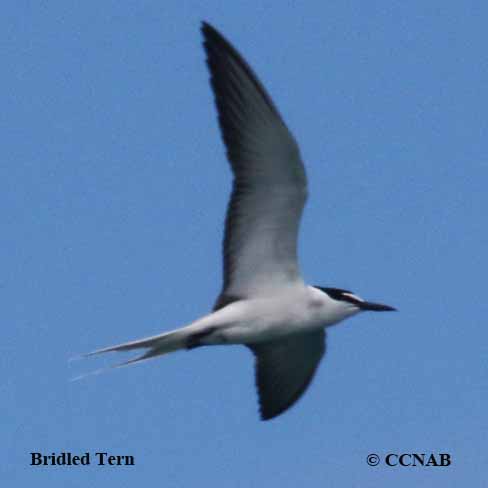 Bridled Tern