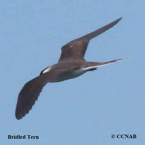 Bridled Tern